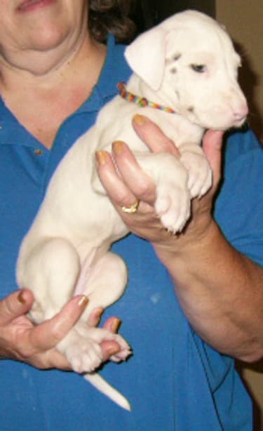 Amy, photo 8