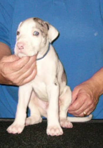 Leonard, photo 8