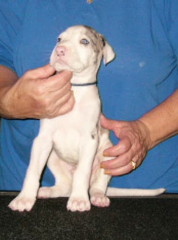 Leonard, photo 9