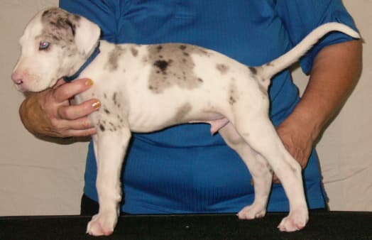Leonard, photo 1