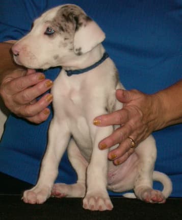 Leonard, photo 3
