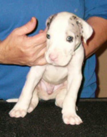 Spock, photo 11