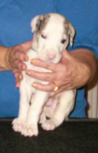 Spock, photo 12
