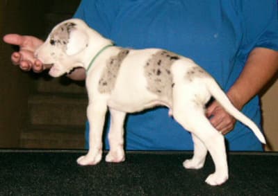 Spock, photo 14