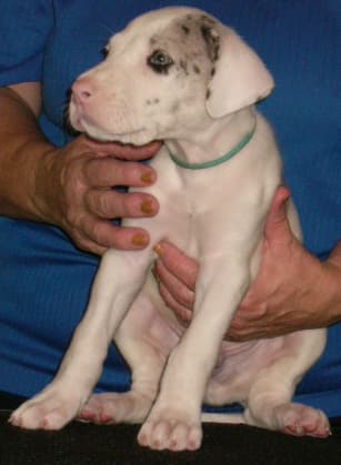 Spock, photo 1