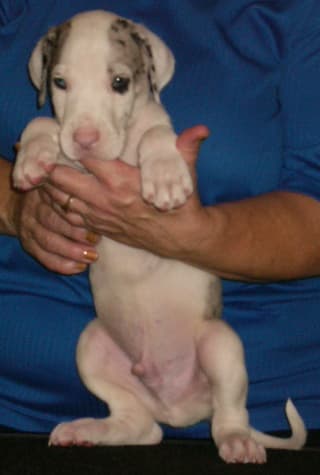 Spock, photo 2