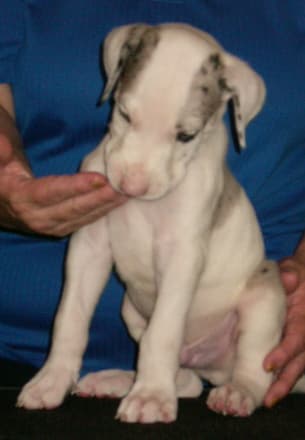 Spock, photo 3