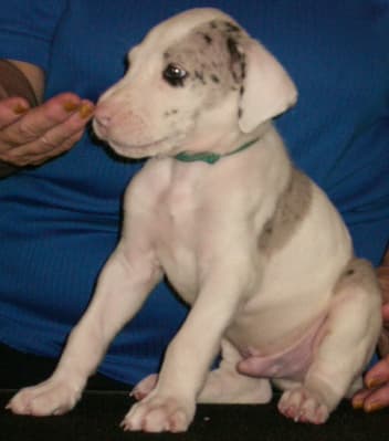 Spock, photo 4