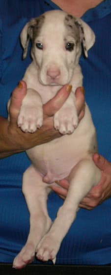 Spock, photo 6