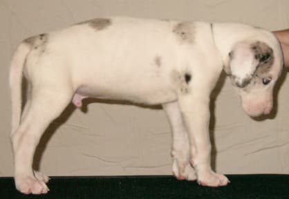 Spock, photo 9