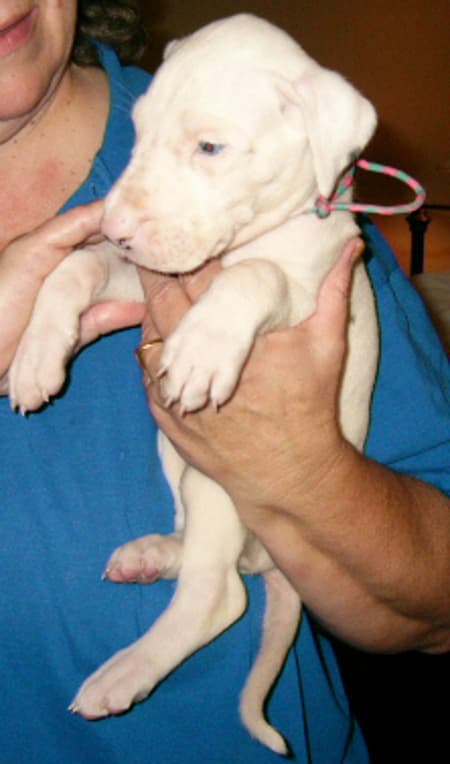 Stuart, photo 6