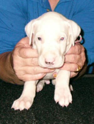Stuart, photo 9