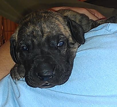 Shiloh Rose, photo 12