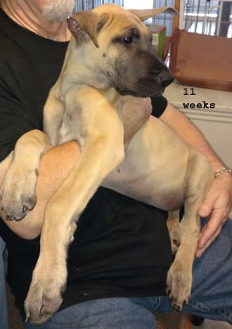 Kiska, photo 3