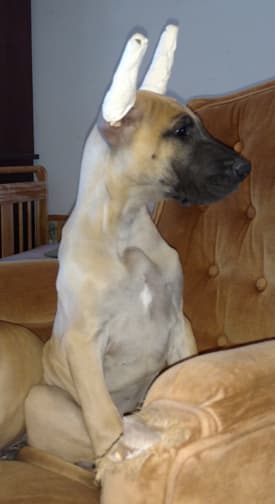 Kiska, photo 6