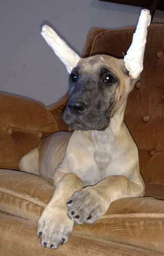 Kiska, photo 7