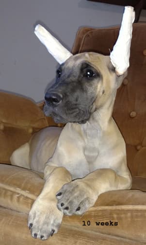 Kiska, photo 8