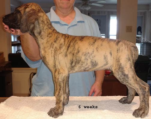 Lexi, photo 6