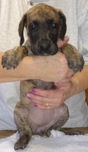 Dakota, photo 11