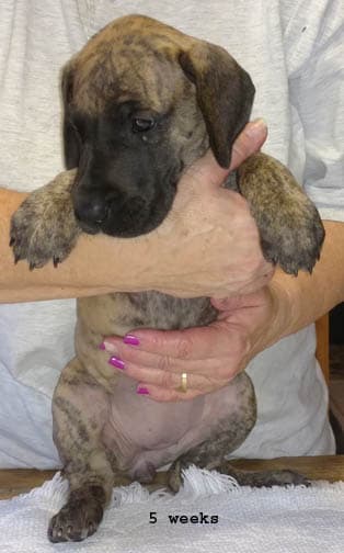 Dakota, photo 14