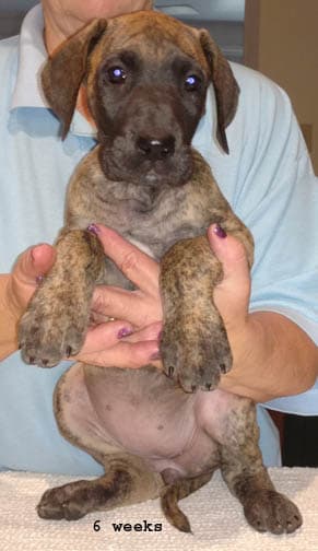 Dakota, photo 5