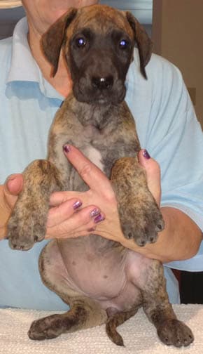 Dakota, photo 7