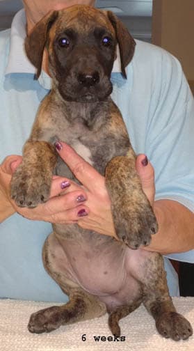 Dakota, photo 9