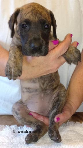 Dakota, photo 15