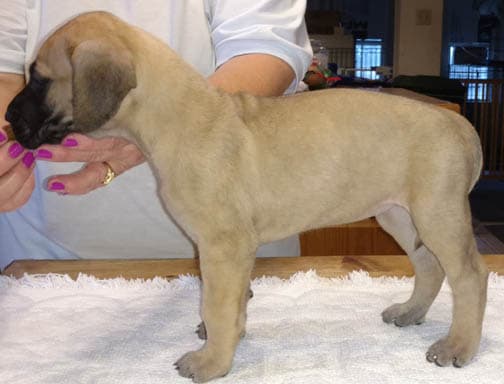 Wilma, photo 34
