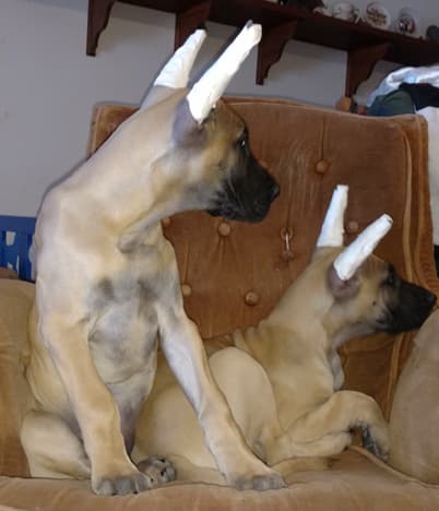 Wilma, photo 9