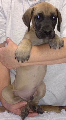 Duke, photo 9