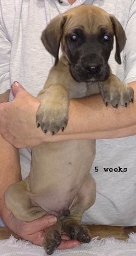 Duke, photo 11