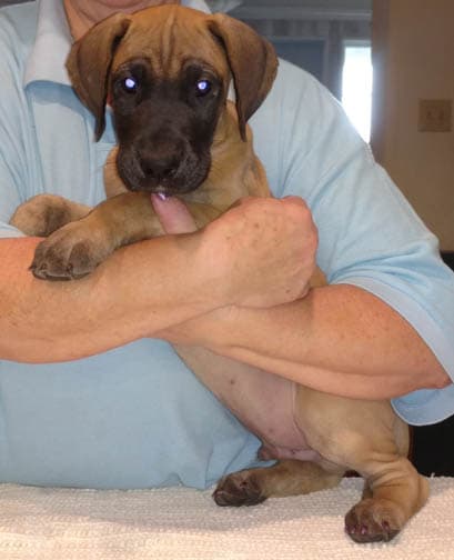 Duke, photo 4