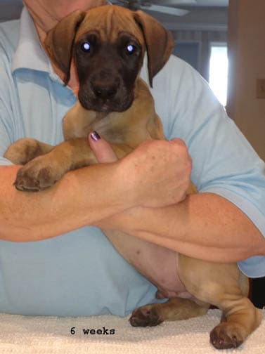 Duke, photo 6
