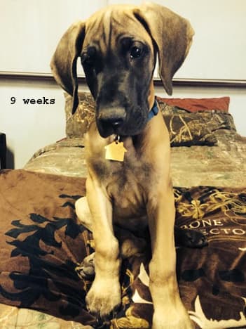 Duke, photo 1