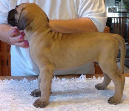 Duke, photo 13