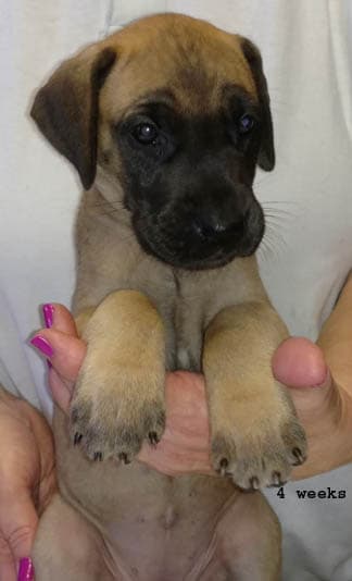 Pup 10 Fawn Girl Niqa Denali, photo 12