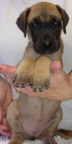 Pup 10 Fawn Girl Niqa Denali, photo 13