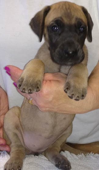 Pup 10 Fawn Girl Niqa Denali, photo 14