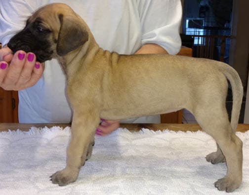Pup 10 Fawn Girl Niqa Denali, photo 15