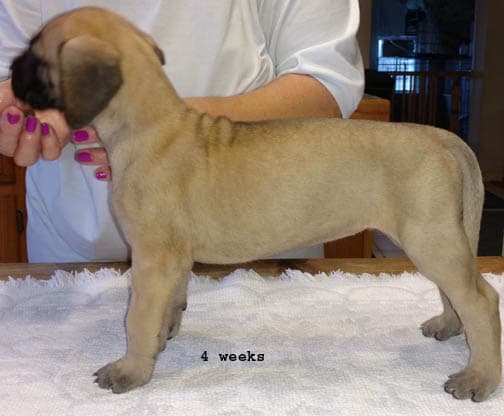 Pup 10 Fawn Girl Niqa Denali, photo 16