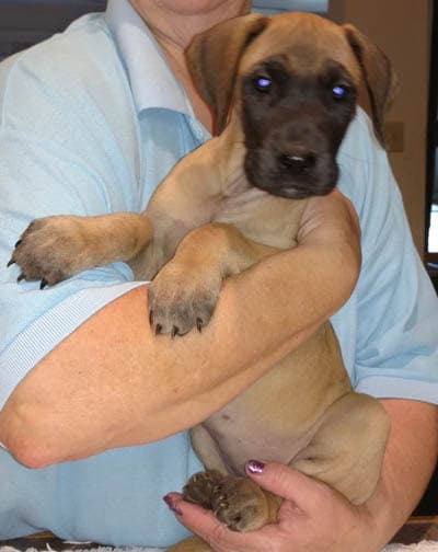 Pup 10 Fawn Girl Niqa Denali, photo 6