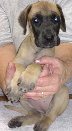 Pup 10 Fawn Girl Niqa Denali, photo 9