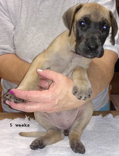 Pup 10 Fawn Girl Niqa Denali, photo 11