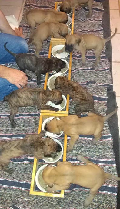 Candids Niqa Denali Pups, photo 6