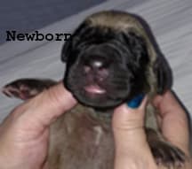 Pup 2 Fawn Boy Phase Keoke, photo 33
