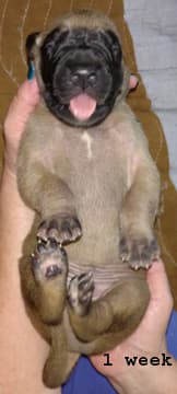 Pup 2 Fawn Boy Phase Keoke, photo 29