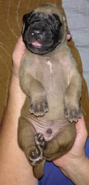 Pup 2 Fawn Boy Phase Keoke, photo 30