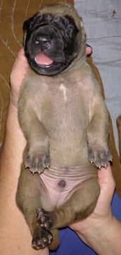 Pup 2 Fawn Boy Phase Keoke, photo 31