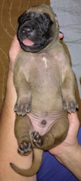 Pup 2 Fawn Boy Phase Keoke, photo 32